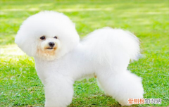 ?比熊犬有几种体型