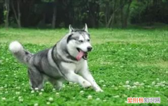 ?哈士奇是什么品种的狗