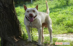 ?中华田园犬都有什么品种