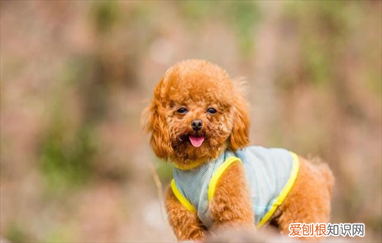 泰迪几个月可以看出体型 泰迪2个月的能看出是什么体型吗