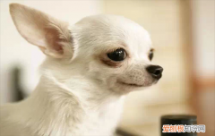 ?杂交吉娃娃特征