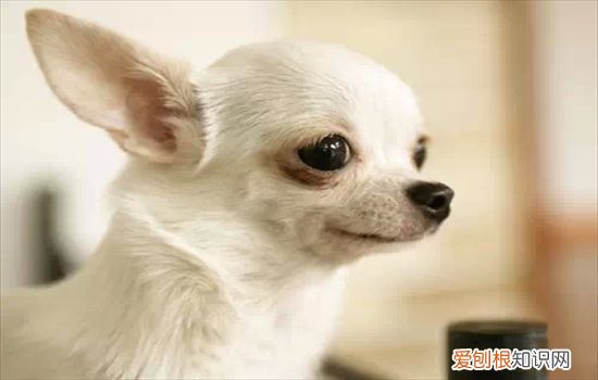 ?杂交吉娃娃特征