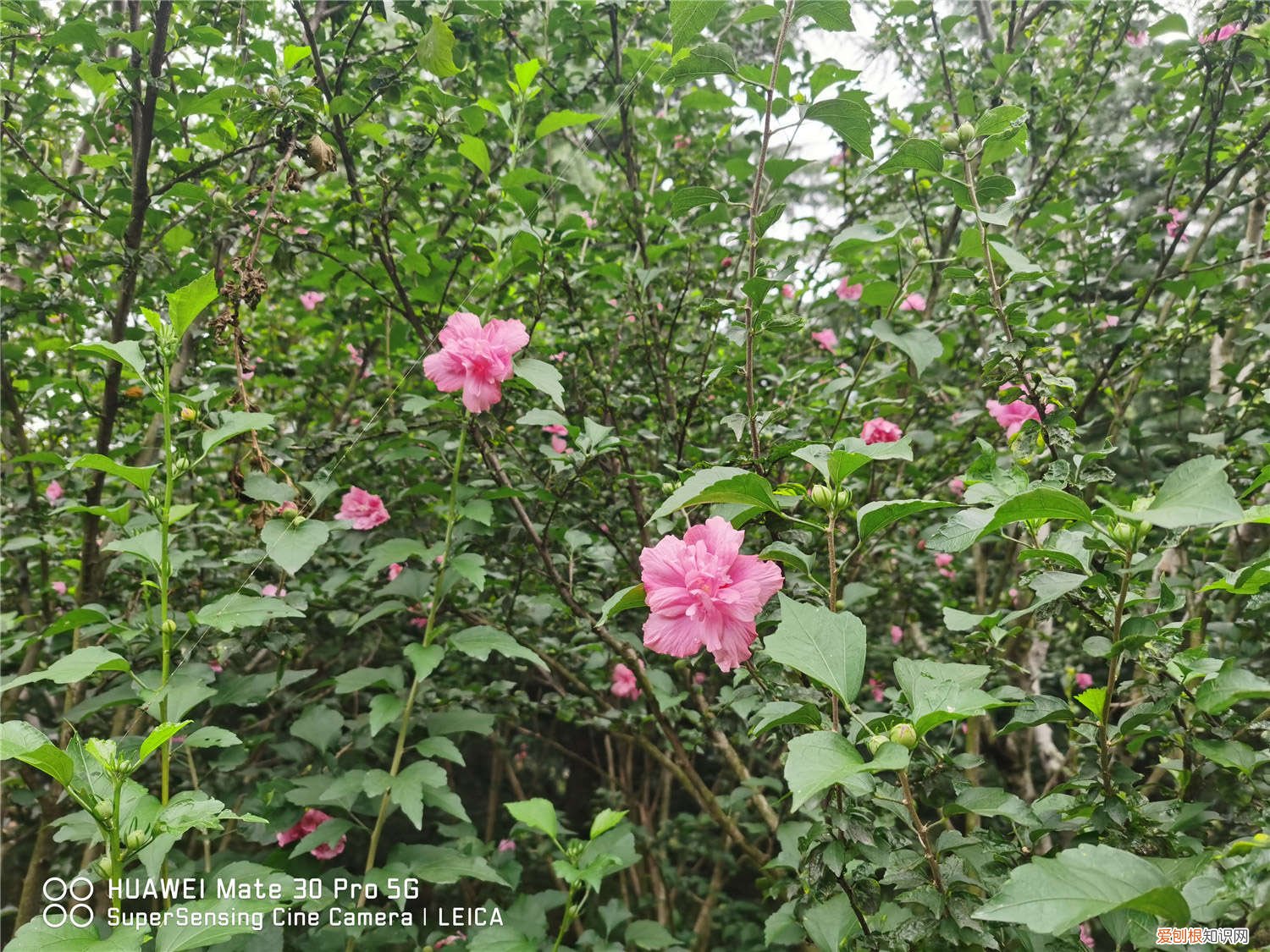 木槿花的养殖方法和注意事项有哪些球兰有毒吗 木槿花的养殖方法和注意事项有哪些