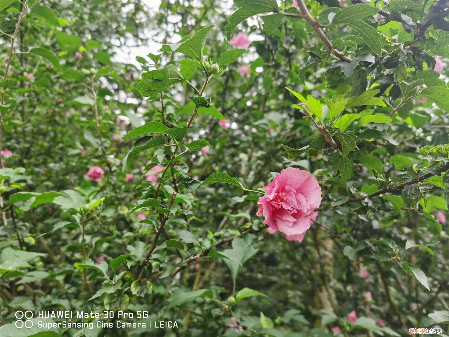 木槿花的养殖方法和注意事项有哪些球兰有毒吗 木槿花的养殖方法和注意事项有哪些