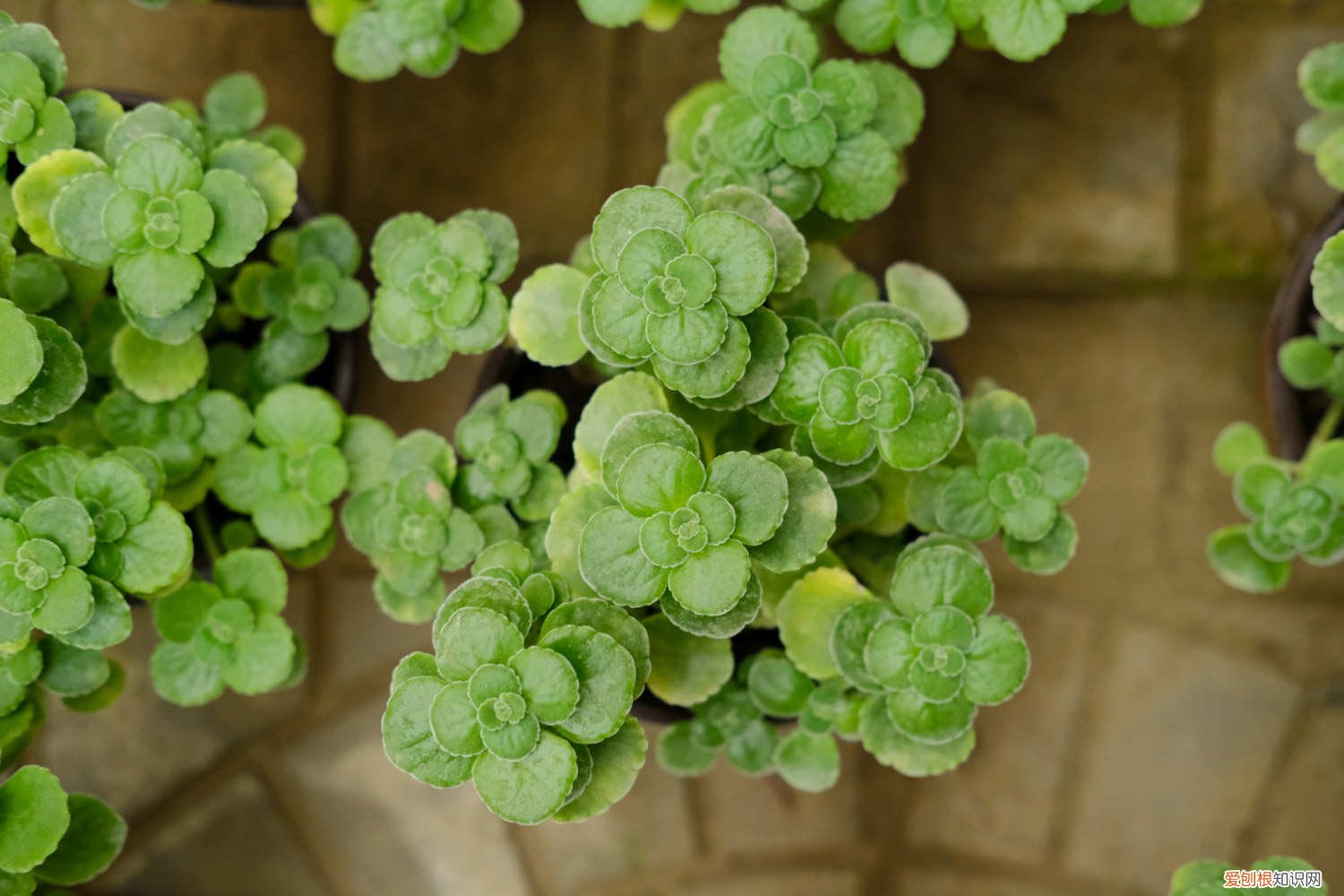 碰碰香叶子能扦插吗 碰碰香冬季怎么养，可以扦插吗