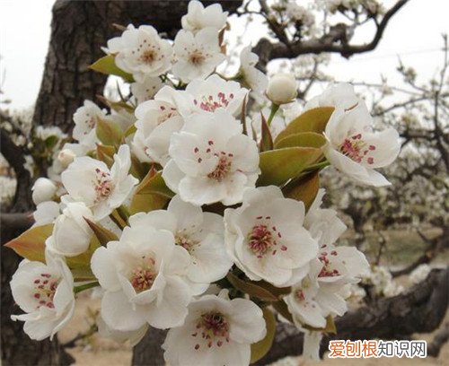 4月开什么花 4月的花海哪里更美