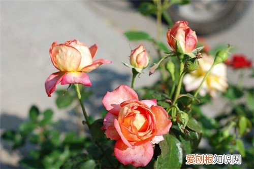 4月开什么花 4月的花海哪里更美
