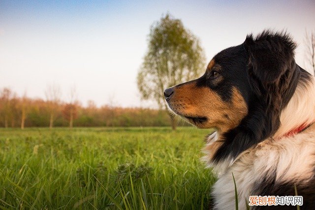 为什么很多人不愿意养边牧 为什么很多人不建议养边牧