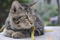 狸花猫是什么样 狸花猫是宠物猫吗