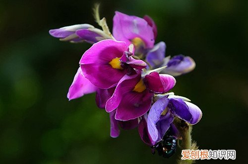 葛根花的作用与功效 如何正确的食用葛根花