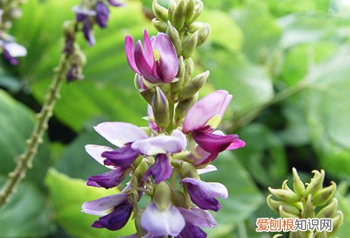 葛根花的作用与功效 如何正确的食用葛根花