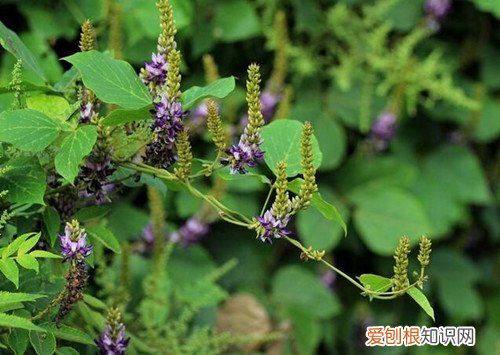 葛根花的作用与功效 如何正确的食用葛根花