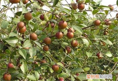 茶油树长什么样 茶油树种植几年能结果