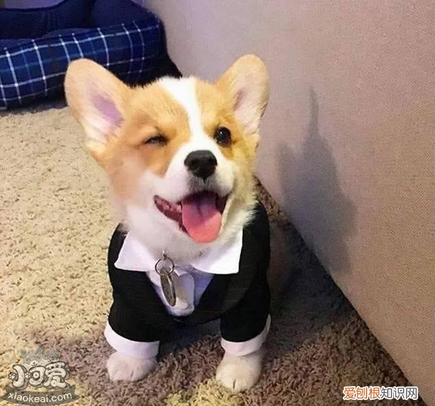 十大温柔狗狗，top1花落谁家？