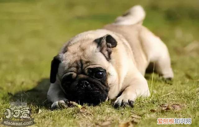 十大温柔狗狗，top1花落谁家？