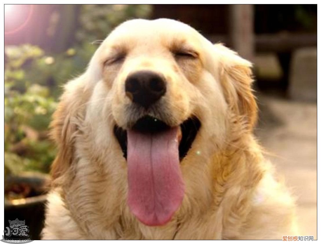 十大温柔狗狗，top1花落谁家？