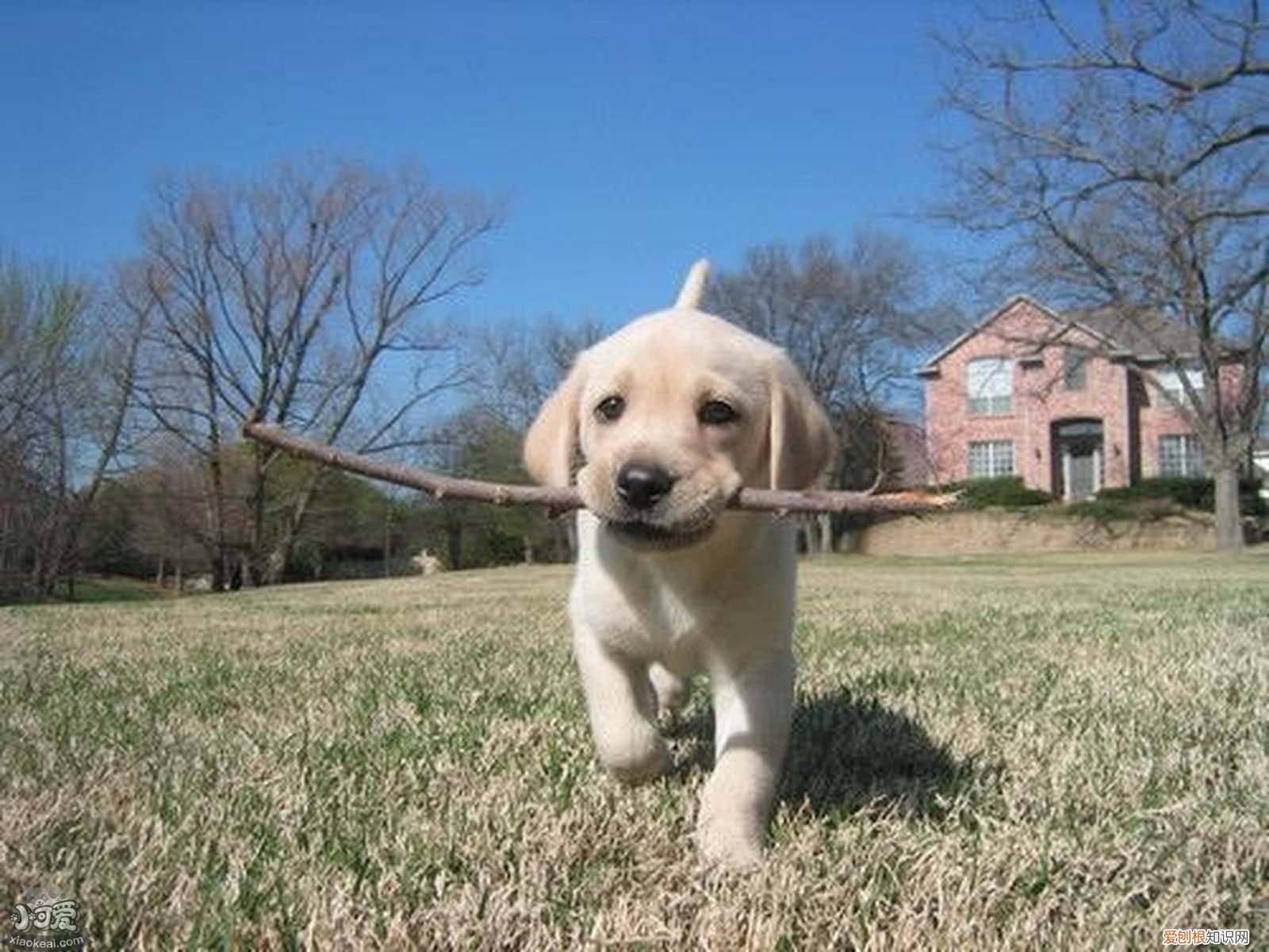 十大温柔狗狗，top1花落谁家？