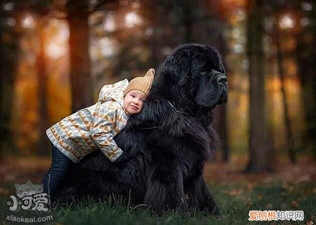 十大温柔狗狗，top1花落谁家？