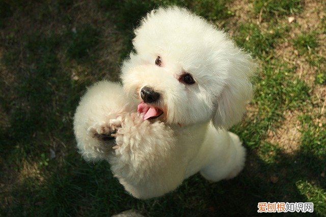 比熊和泰迪养哪个比较好 比熊和泰迪哪个好养些