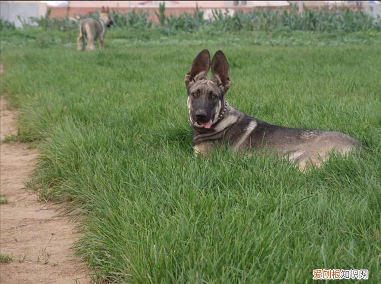 狼青犬长大需要几个月的狗 狼青犬长大需要几个月