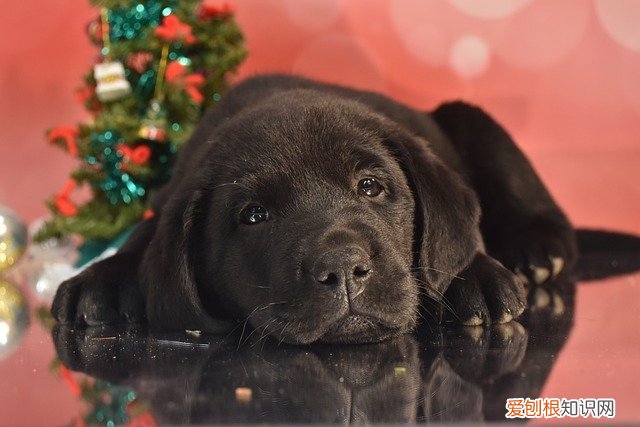 狗狗是不是天生就会游泳 狗是天生就会游泳的吗