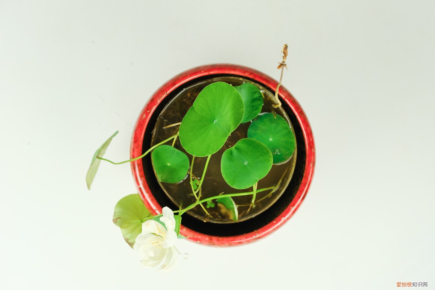 碗莲冬天怕冻吗 碗莲怎么过冬，多少度会冻死