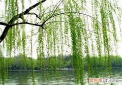 柳树的作用与价值大盘点 柳叶可以食用吗