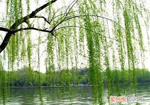 柳树的作用与价值大盘点 柳叶可以食用吗