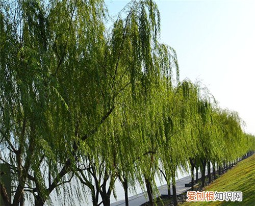 柳树的作用与价值大盘点 柳叶可以食用吗