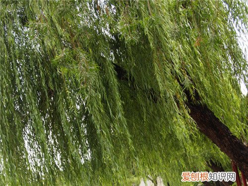 柳树的作用与价值大盘点 柳叶可以食用吗