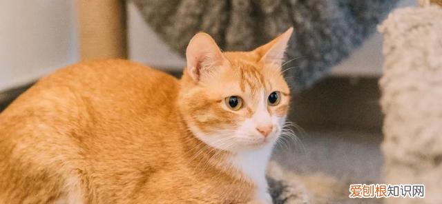 橘猫算狸花猫吗 橘猫是狸花猫吗