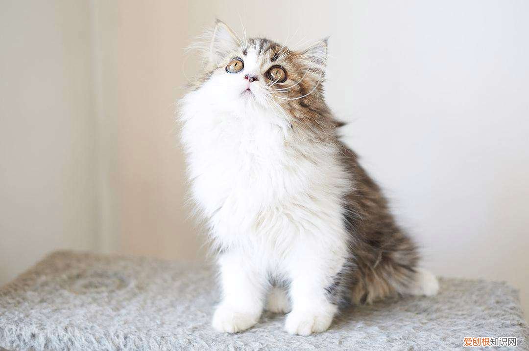 高地立耳猫寿命是多久啊 高地立耳猫寿命是多久