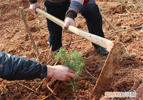 杉树种植最佳时间是什么时候 这样种植杉树长得快