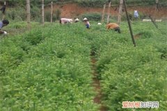 杉树种植最佳时间是什么时候 这样种植杉树长得快