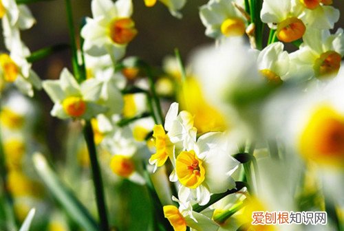 水仙花有毒吗 养殖水仙花有什么禁忌吗