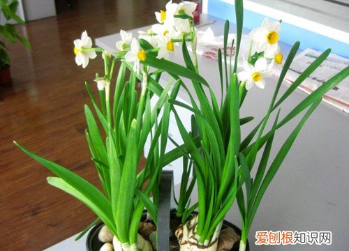 水仙花有毒吗 养殖水仙花有什么禁忌吗