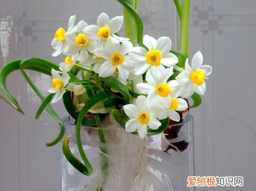 水仙花有毒吗 养殖水仙花有什么禁忌吗
