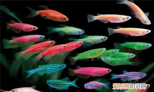 淡水观赏鱼的种类图片 怎样饲养淡水观赏鱼