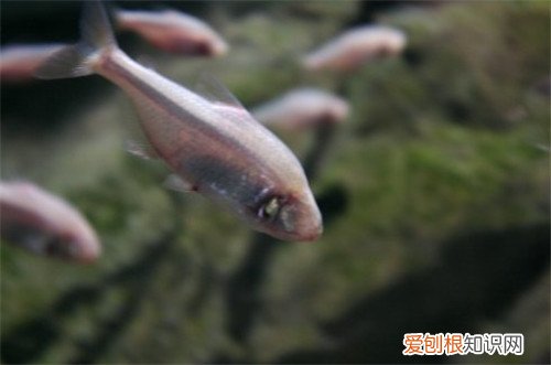 淡水观赏鱼的种类图片 怎样饲养淡水观赏鱼