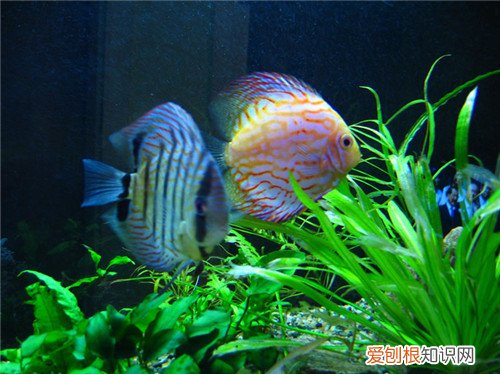 淡水观赏鱼的种类图片 怎样饲养淡水观赏鱼