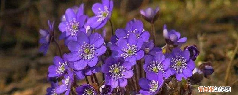 雪割草种植 雪割草怎么养，怎么繁殖