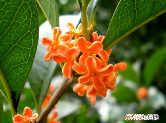 桂花几月开 不同品种的桂花开花时间是怎样的