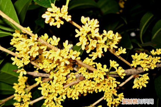 桂花几月开 不同品种的桂花开花时间是怎样的