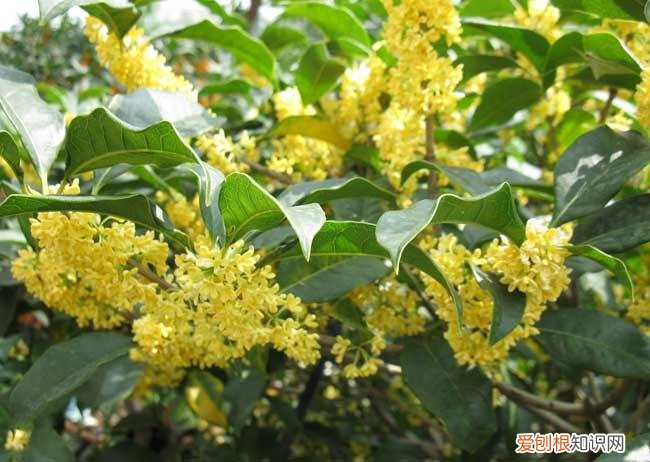 桂花几月开 不同品种的桂花开花时间是怎样的