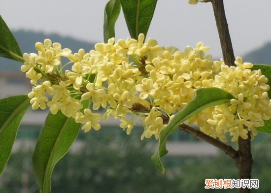 桂花几月开 不同品种的桂花开花时间是怎样的