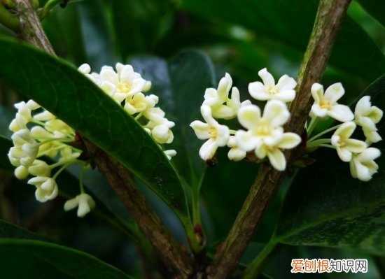 桂花几月开 不同品种的桂花开花时间是怎样的