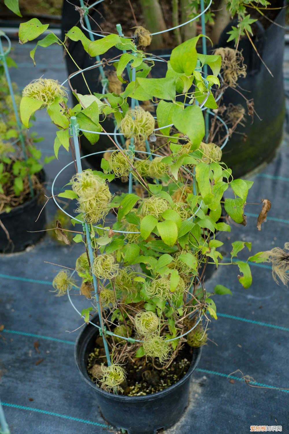 铁线莲如何过冬?铁线莲的冬季养护方法 铁线莲冬天怎么处理