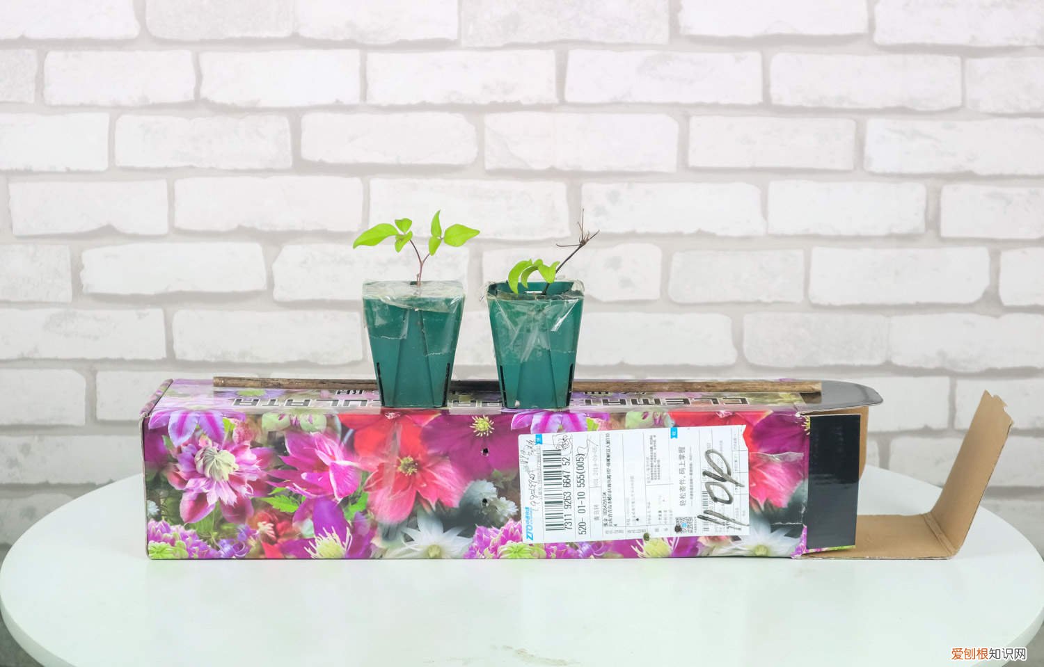 铁线莲如何过冬?铁线莲的冬季养护方法 铁线莲冬天怎么处理