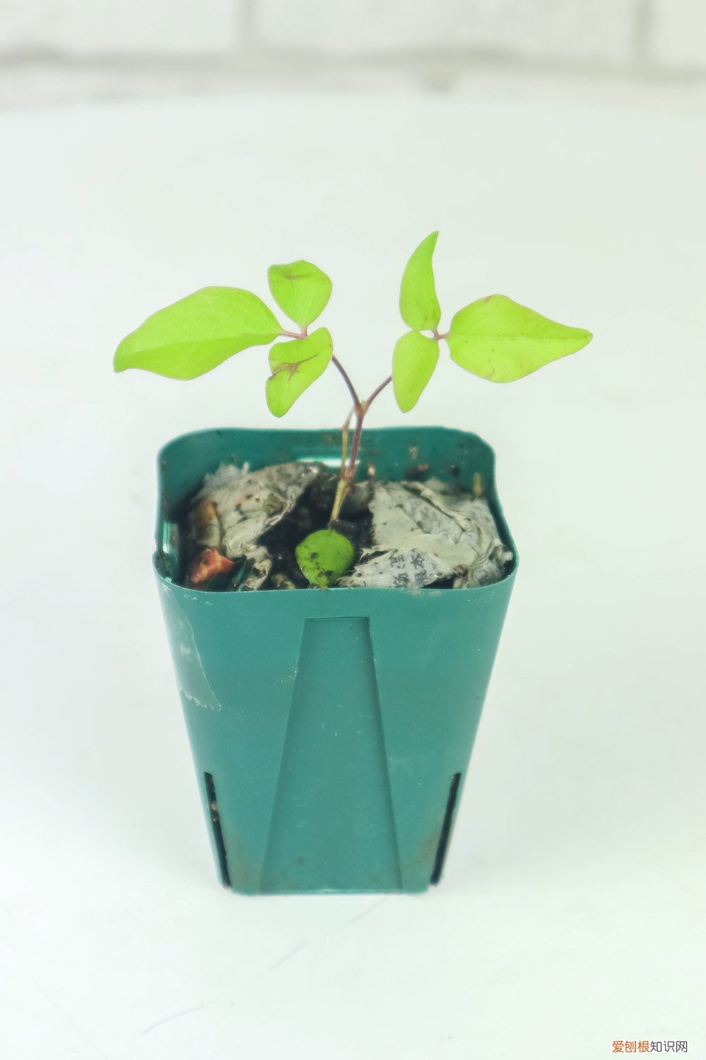 铁线莲如何过冬?铁线莲的冬季养护方法 铁线莲冬天怎么处理