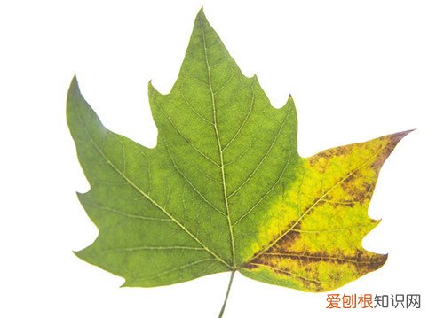 梧桐树的叶子像什么 梧桐树怎么分辨